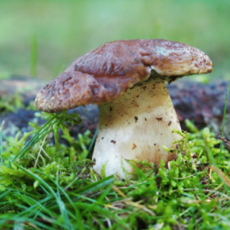 Conosciamo i porcini e tutti i funghi del genere Boletus