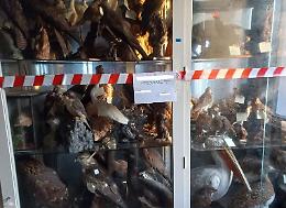 Maxi-sequestro di animali imbalsamati