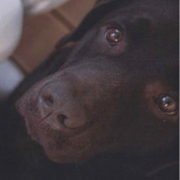 L’ultima carezza. Le emozioni degli animali e degli umani nell’eutanasia e nel lutto