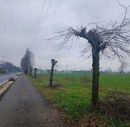 Querce tagliate: «Scempio da denuncia»