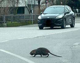 «Avete detto no alle trappole anti nutrie»