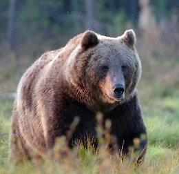La convivenza con il lupo, l’orso e gli altri grandi carnivori: una sfida possibile?