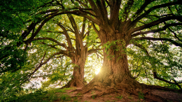 TEDxCremona SALON: «Abitare gli alberi, il condominio che non ti aspetti»