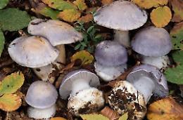 Introduzione alla conoscenza del Cortinarius