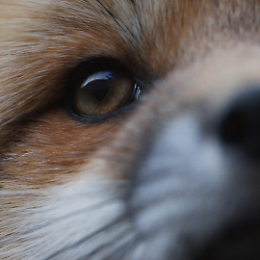 Proiezione di "Out of Sight, by the Forest", documentario di Nadina Dobrowolska