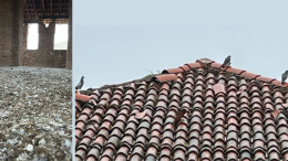 La torre invasa dai piccioni