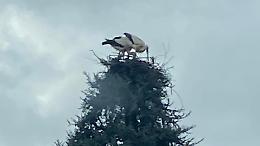 La coppia di cicogne fa il nido sul pino di una villa