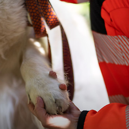 Inaugurazione Ambulanze Veterinarie con passeggiata e mostra