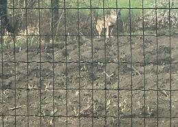 Lupo avvistato a Monticelli d’Ongina: preoccupazione per gli animali domestici