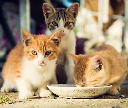 Nuova oasi felina: nessuno vuole gestirla
