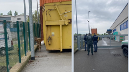 Capriolo nel magazzino esterno del Maury’s, intervento delle forze dell’ordine