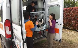 'La Cuccia e il Nido' accoglie i cani evacuati per la piena del Po