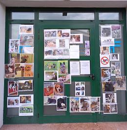 Ambulatorio veterinario sequestrato: via libera alla riapertura