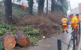 Verde, abbattuti 282 alberi «secchi e pericolosi»