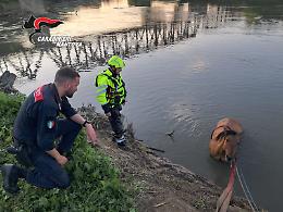Il cavallo imbizzarrito cade nel fiume: salvato dai pompieri

