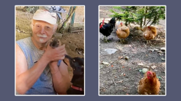 Gli rubano tutte le galline
