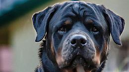 Tre rottweiler in fuga creano scompiglio in paese
