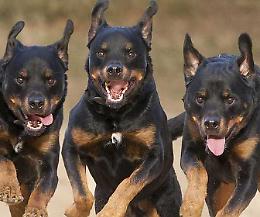 Gatta sbranata dai tre rottweiler in fuga