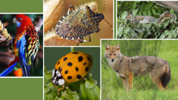Gli ‘alieni’ aumentano: biodiversità minacciata