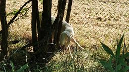 Pecora incastrata fra due alberi, intervengono i vigili del fuoco
