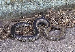 Serpente lungo un metro a due passi dalla zona industriale: panico tra i passanti