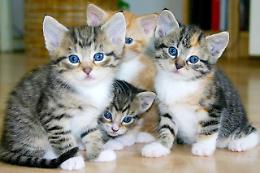Sei gattini abbandonati nei campi salvati dai volontari