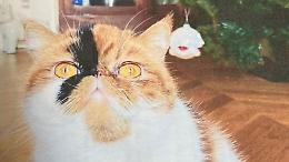 Gatto 'fantasma', cade l'accusa di truffa: «Era un guasto al pc»