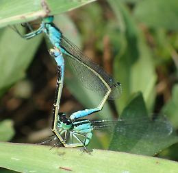 Bosco Didattico e Dragonfly Day
