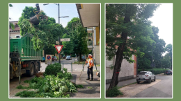 Via le ceppaie e 20 piante pericolose