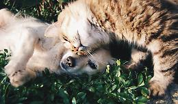 Animali da compagnia, consigli per affrontare l'estate 