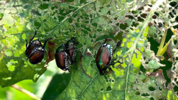 Scarabei giapponesi, il flagello arriva in città