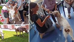 Un cane e due asine in Rsa: la pet therapy alla Don Mori