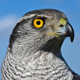 Falconry Expo, fiera nazionale dedicata al mondo dei rapaci