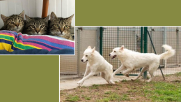 Dal cinque per mille un aiuto agli animali