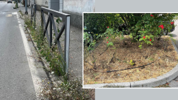 Aiuole giungla in via Cavalli: «È questione di decoro»