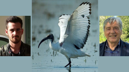 Una squadra di doppiette per contenere gli ibis