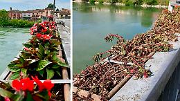 Fiori morti sul ponte Trento Trieste, è polemica