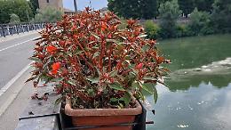 Riaperto l'impianto di irrigazione sul ponte, i fiori... in ripresa