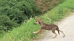 Due lupetti a spasso nei campi tra Pizzighettone e Crotta