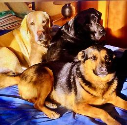 Esche avvelenate: strage di cani nei boschi della Val d’Arda