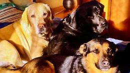 «Erano la mia famiglia»: parla la padrona dei tre cani avvelenati