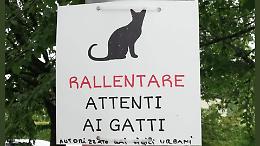 Rubato il cartello della colonia felina, indignazione in paese
