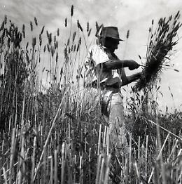 Docufilm su Morandi, fotografo dei ‘paisan’