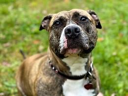 Giovane pitbull abbandonato nella golena del Po, denunciato il padrone