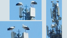 L’antenna  ‘casa’ delle cicogne