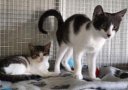 Troppi ospiti all'Oasi felina, l'Ats: «Stop agli ingressi»