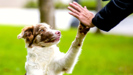 Giornata mondiale del cane, amore e lealtà a quattro zampe