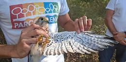 Di nuovo liberi: il ritorno alla natura di tre uccelli salvati