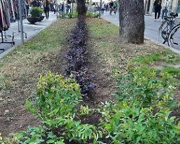 Viale Repubblica: il quartiere  ‘adotta’ le aiuole