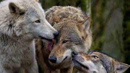 Possibile presenza di lupi nelle campagne